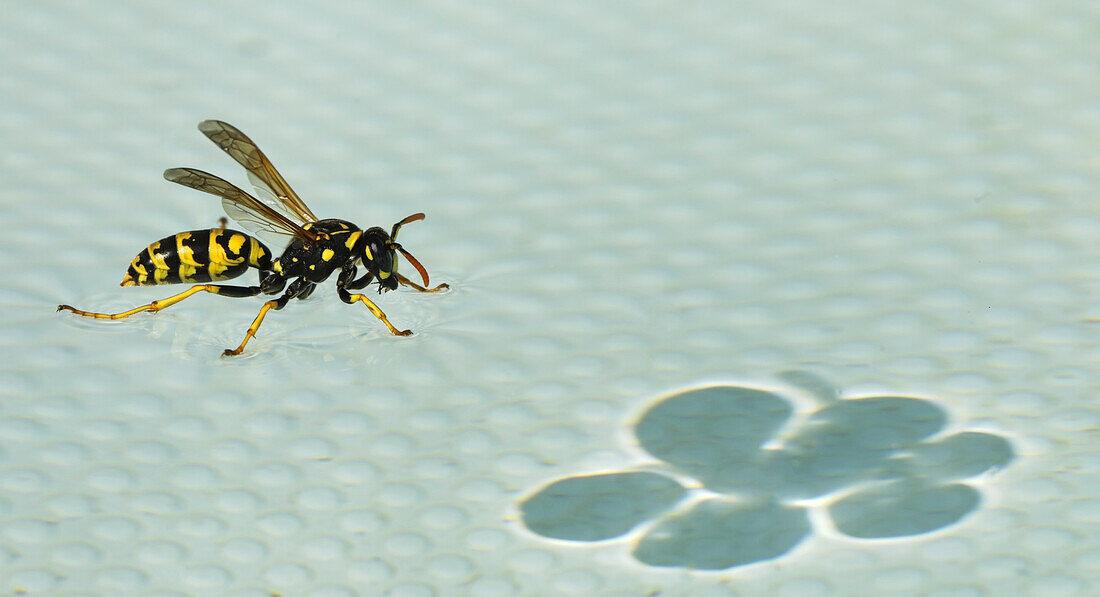 European paper wasp standing on water