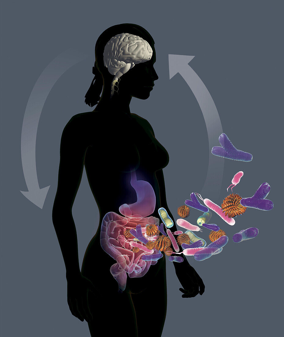 Gut brain connection, illustration