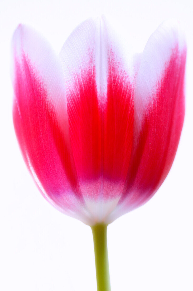 Tulip (Tulipa sp.) flower