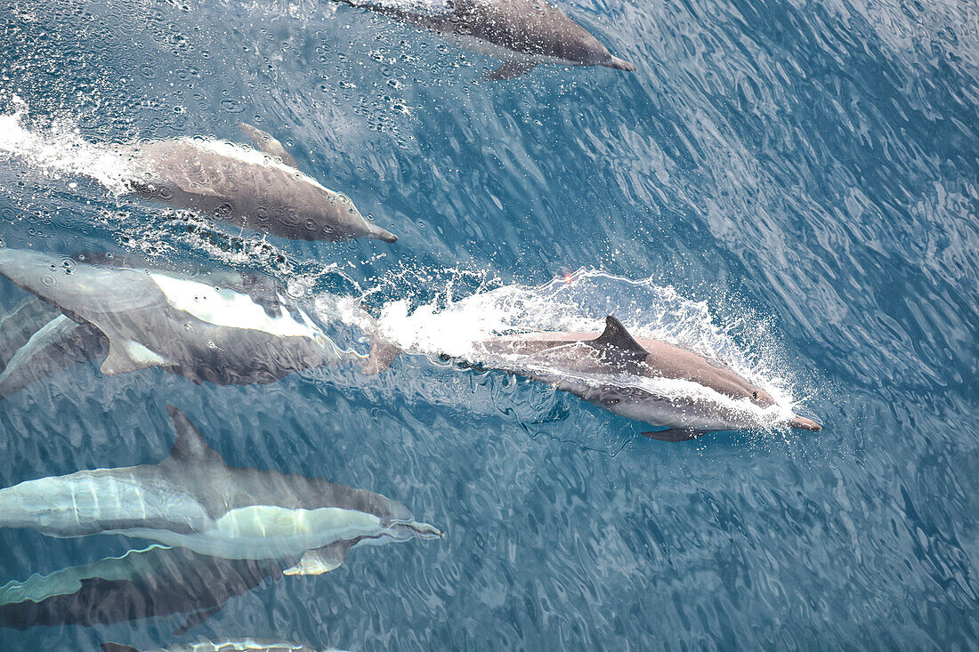 Common dolphin pod