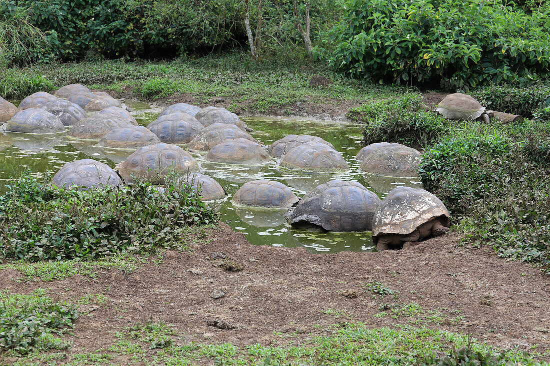 Group of Galapagos giant tortoise