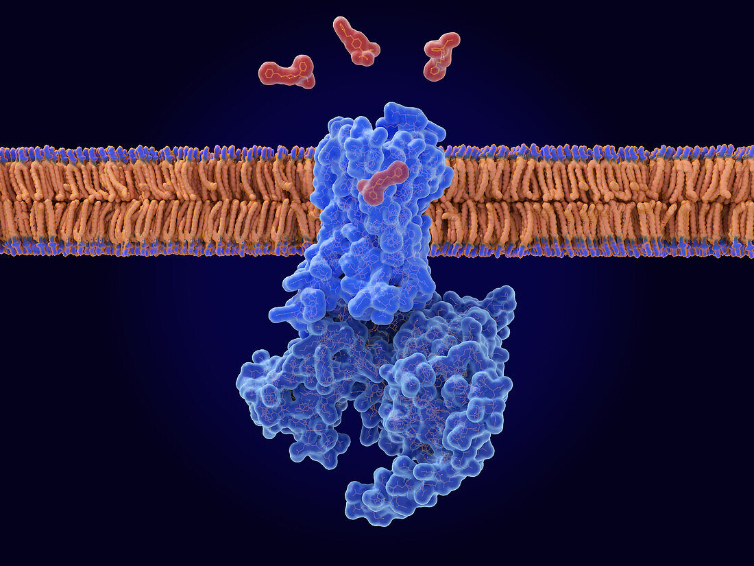 Fentanyl binding to mu-opioid receptor, illustration