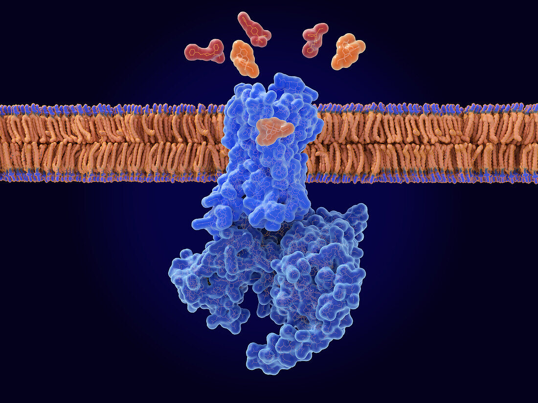 Naloxone blocking fentanyl from mu-opioid receptor, illustration
