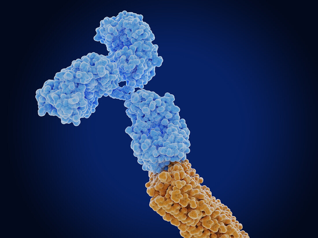 Antibody bound to an amyloid beta peptide, illustration