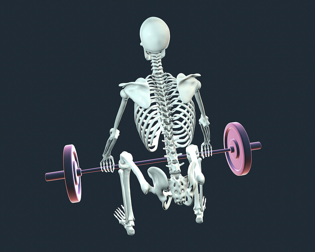 Human skeleton lifting a barbell, illustration