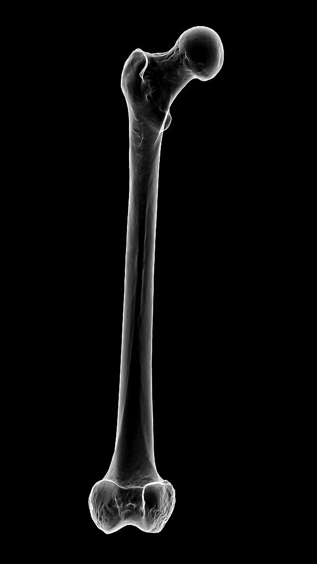 Femur bone, illustration
