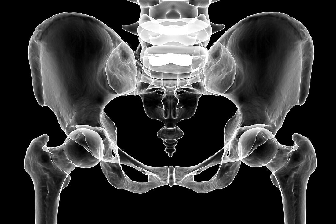 Anatomy of the pelvis bones, illustration
