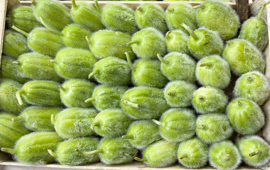 Cucumber Melon Carosello Pugliese (Cucumis melo L)