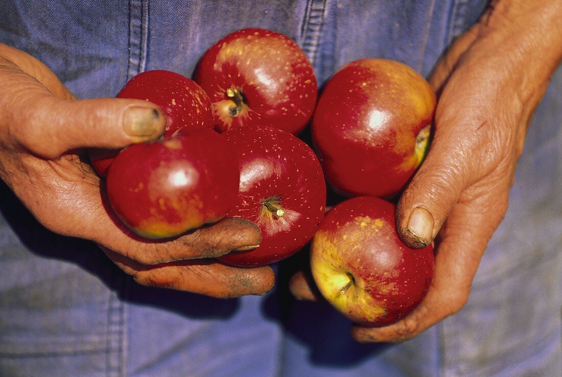 Mann hält rote Äpfel in den Händen (Ausschnitt)