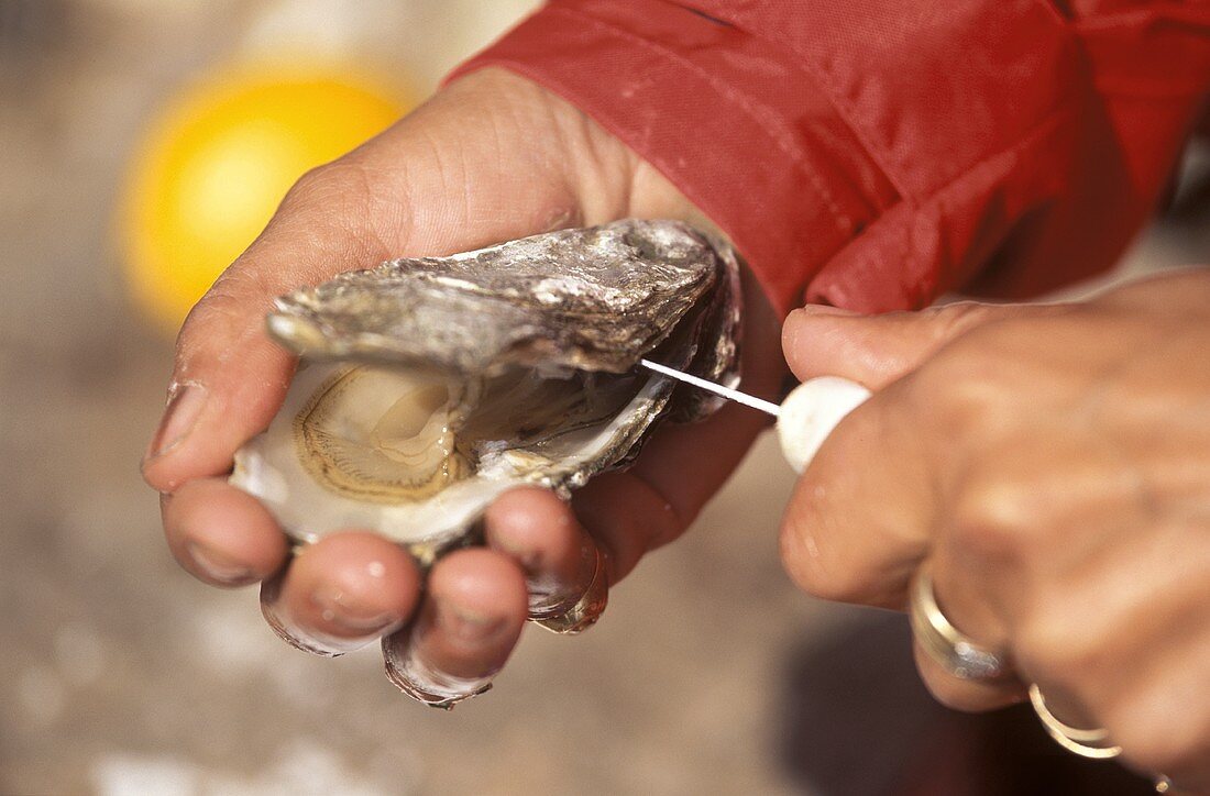 Shucking Oysters