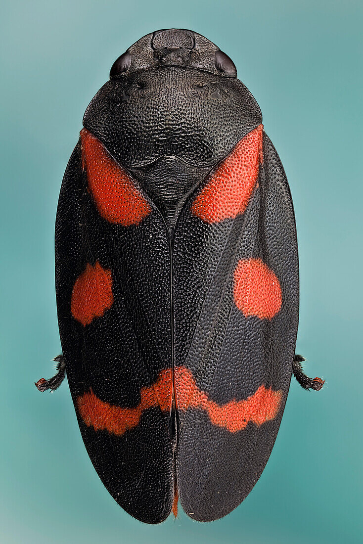 Cercopis intermedia or froghopper; froghoppers jump from plant to plant, some species can jump up to 70 cm vertically: a more impressive performance relative to body weight than fleas.