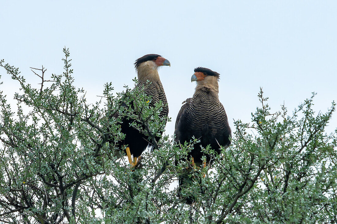Two Crested Caracaras, Caracara plancus, perched in a tree in the San Luis Province, Argentina.