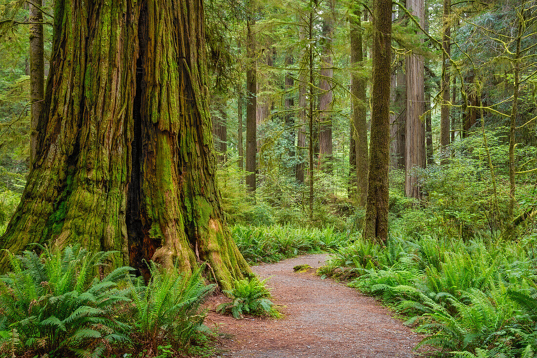 Trail through redwood trees in Simpson-Reed Grove, Jedediah Smith State Park, California.
