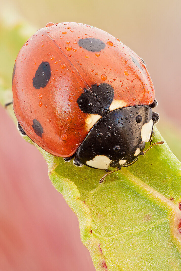 Dies ist der häufigste Marienkäfer in Europa, der in vielen Ländern zur Schädlingsbekämpfung eingeführt wurde, da er ein gefräßiger Räuber von Blattläusen ist