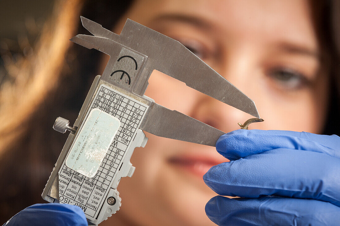 Woman measuring a plant with calipers at a plant science lab in College Park, Maryland, USA