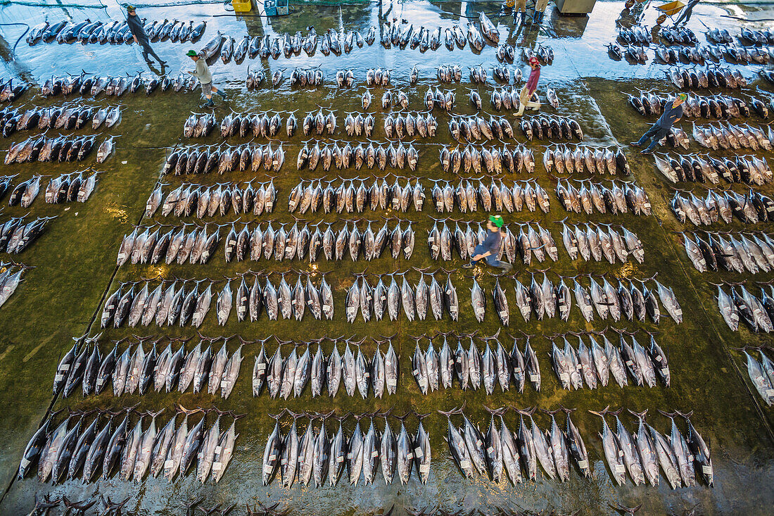 Kumano Kodo pilgrimage route. Fish market. Tuna fish. Fishing port. Katsuura. Nakahechi route. Wakayama Prefecture. Kii Peninsula. Kansai region. Honshü Island . Japan. UNESCO World Heritage Site.