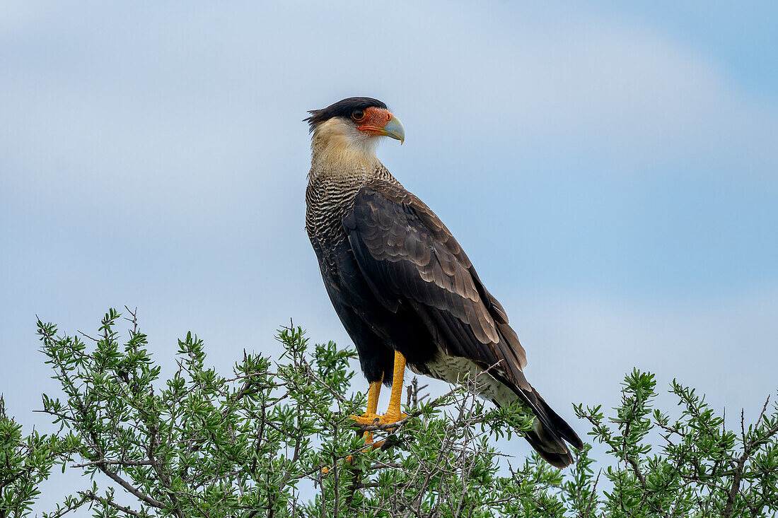 A Crested Caracara, Caracara plancus, perched in a tree in the San Luis Province, Argentina.