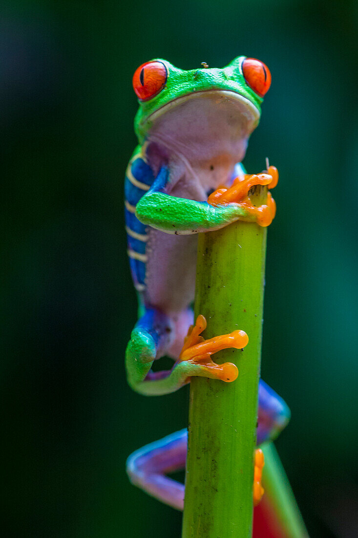 Red-Eyed Tree Frog in costa rican rain forest