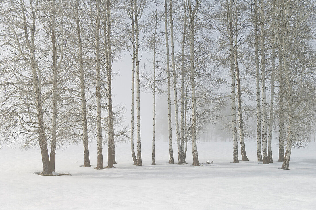 Espenbäume mit Nebel und Winterschnee; Crater Lake Highway bei Fort Klamath, Oregon.