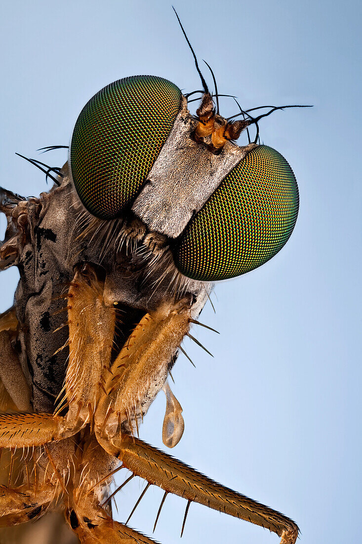 A Longlegged fly; they will catch your attention with their bright green metallic eyes