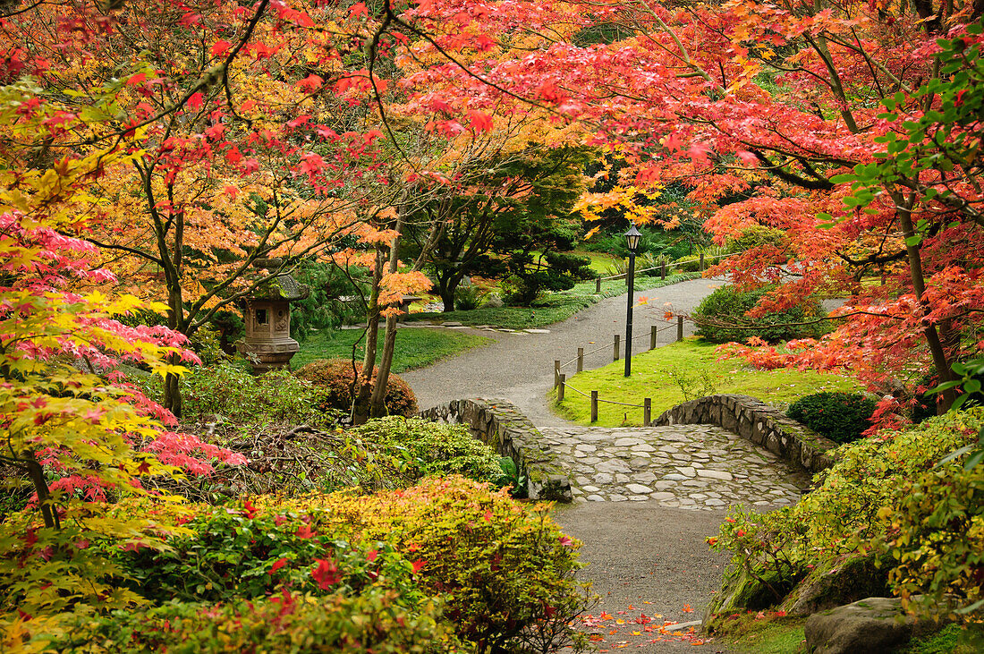 Japanischer Garten im Herbst, Washington Park Arboretum, Seattle, Washington.