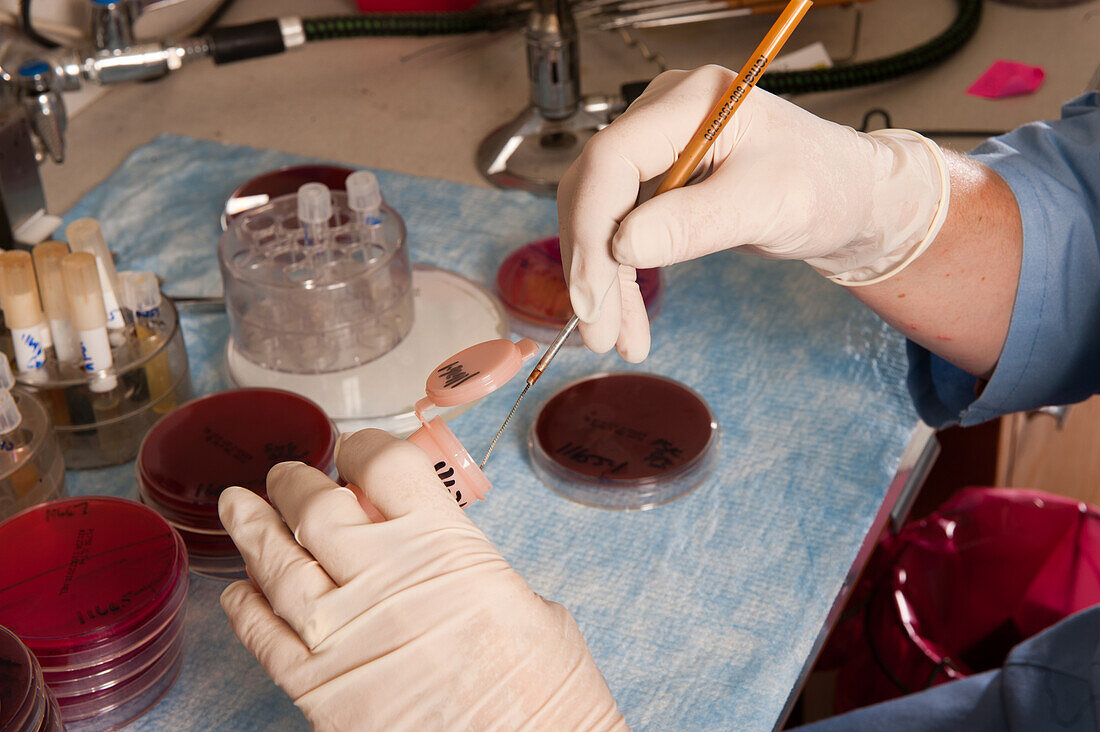 Lab technician and experiment in the diagnostic lab at University of Maine