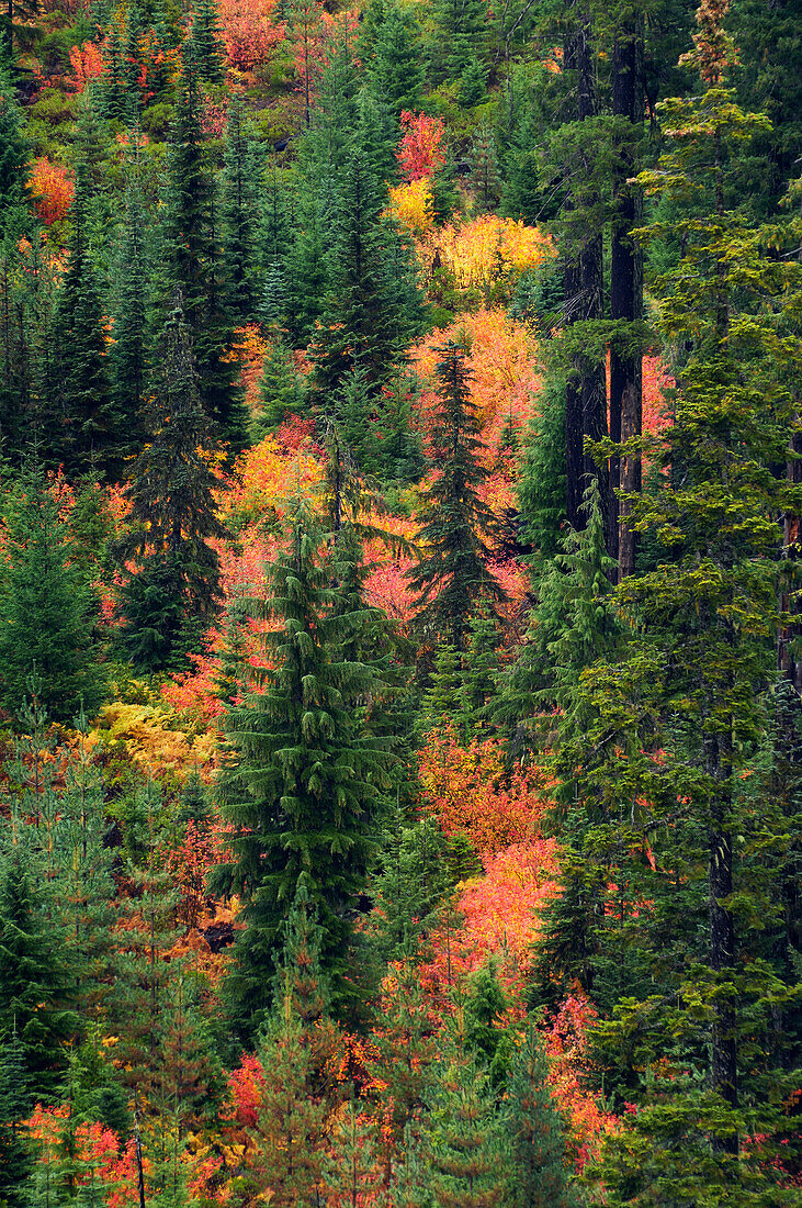 Vine Maple and conifers in Autumn, Umpqua National Forest on Rhododendron Ridge along FS Road #28, Cascade Mountains, Oregon.
