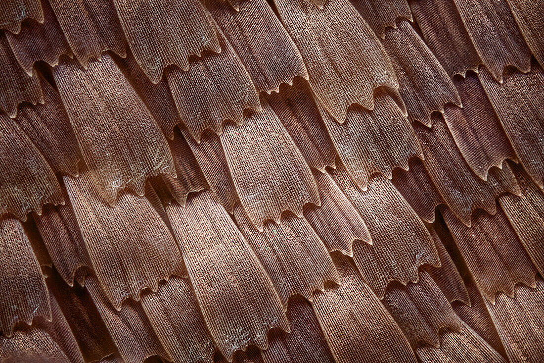 Schuppen eines Schmetterlings aus der Familie der Kallima, diese Schmetterlinge sehen aus wie trockene Blätter; die Textur der Schuppen ist gut zu erkennen