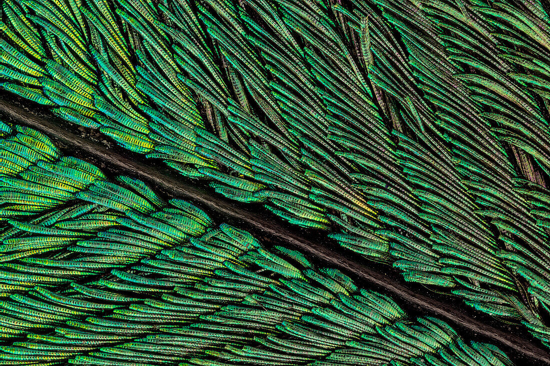 Die Schwanzfedern des Pfaus sind braun pigmentiert, aber aufgrund ihrer mikroskopischen Struktur reflektieren sie auch blaues, türkises und grünes Licht und sind oft schillernd.