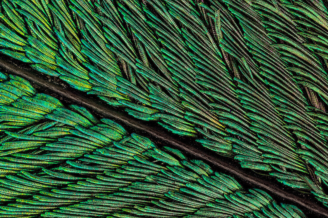 Peacock tail feathers are pigmented brown, but their microscopic structure makes them also reflect blue, turquoise, and green light, and they are often iridescent.