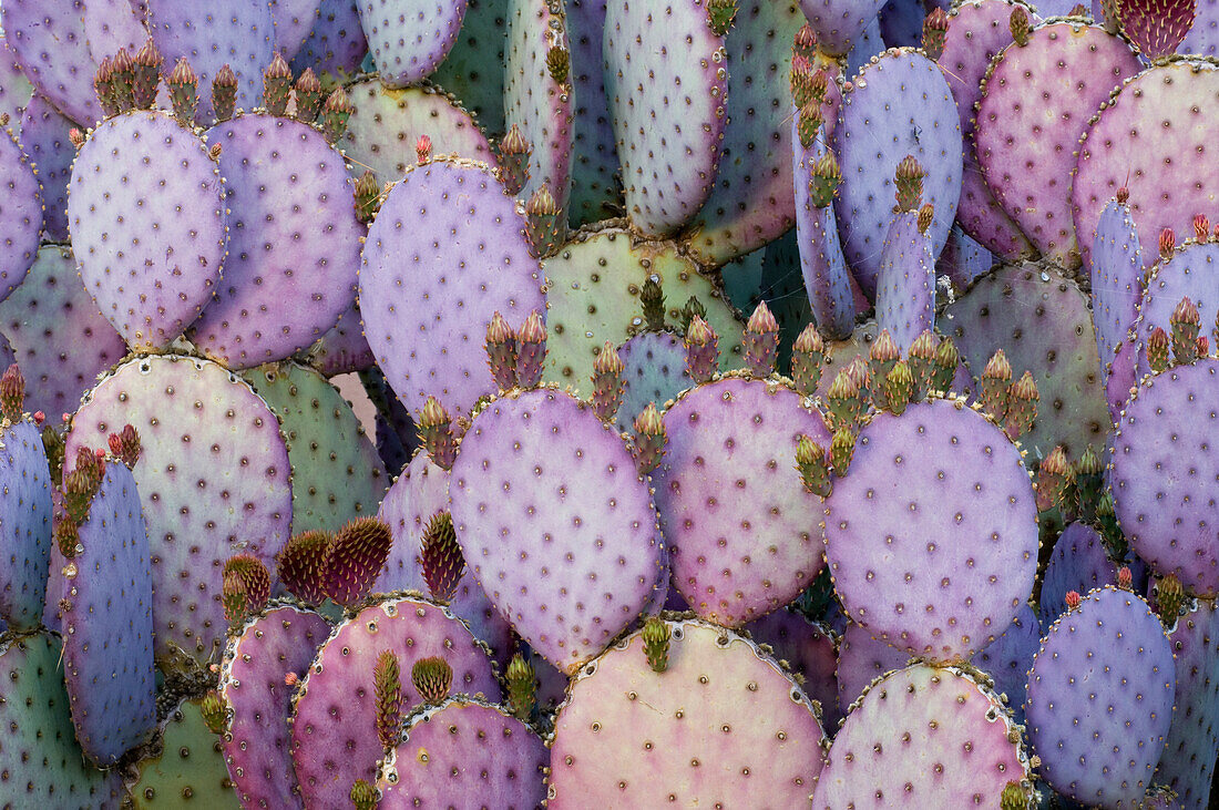 Santa-rita oder violetter Feigenkaktus (Opuntia violacea var santa-rita).