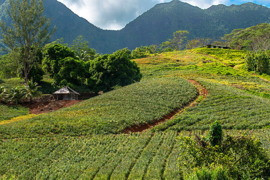 A pineapple farm on the island of Moorea, with mountains rising in the distance. French Polynesia, Society Islands, South Pacific. Cook's Bay.