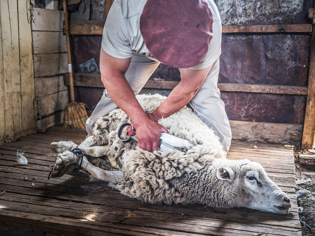 Sheep shearing at Estancia 25 de Mayo, El Calafate, Santa Cruz Province, Argentinian Patagonia, Argentina