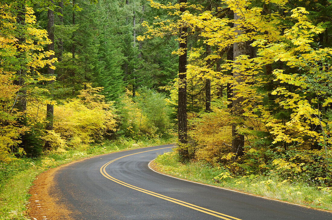 Aufderheide Memorial Drive, Teil des West Cascades National Scenic Byway; Willamette National Forest, Cascade Mountains, Oregon.