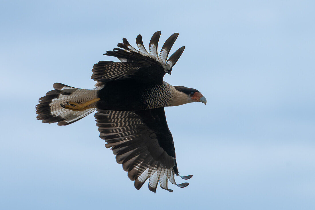 A Crested Caracara, Caracara plancus, in flight in the San Luis Province, Argentina.