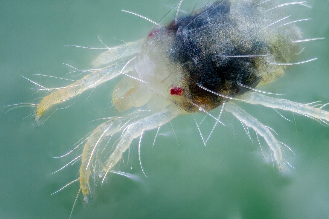 Spider mites are members of the Acari (mite) family Tetranychidae, which includes about 1,200 species. They generally live on the undersides of leaves of plants, where they may spin protective silk webs, and they can cause damage by puncturing the plant cells to feed.Spider mites are known to feed on several hundred species of plants.