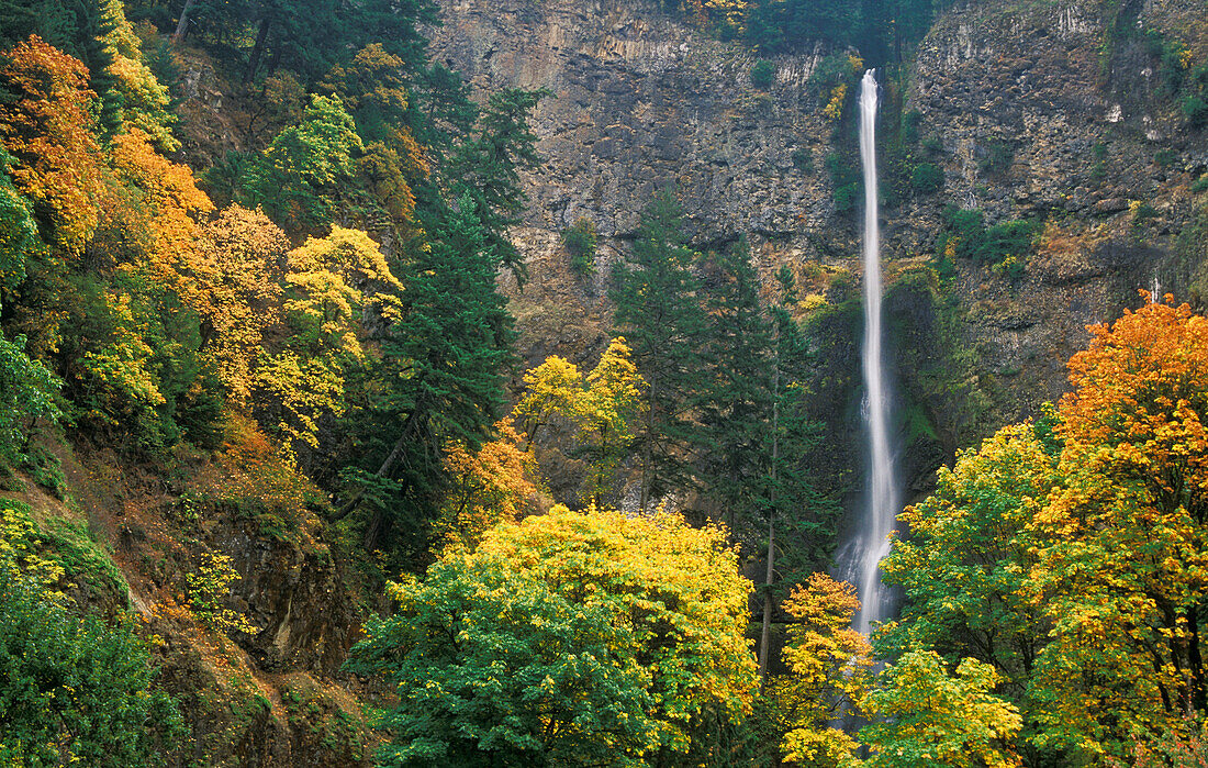 Multnomah Falls with trees in Fall color; Columbia River Gorge National Scenic Area, Oregon.