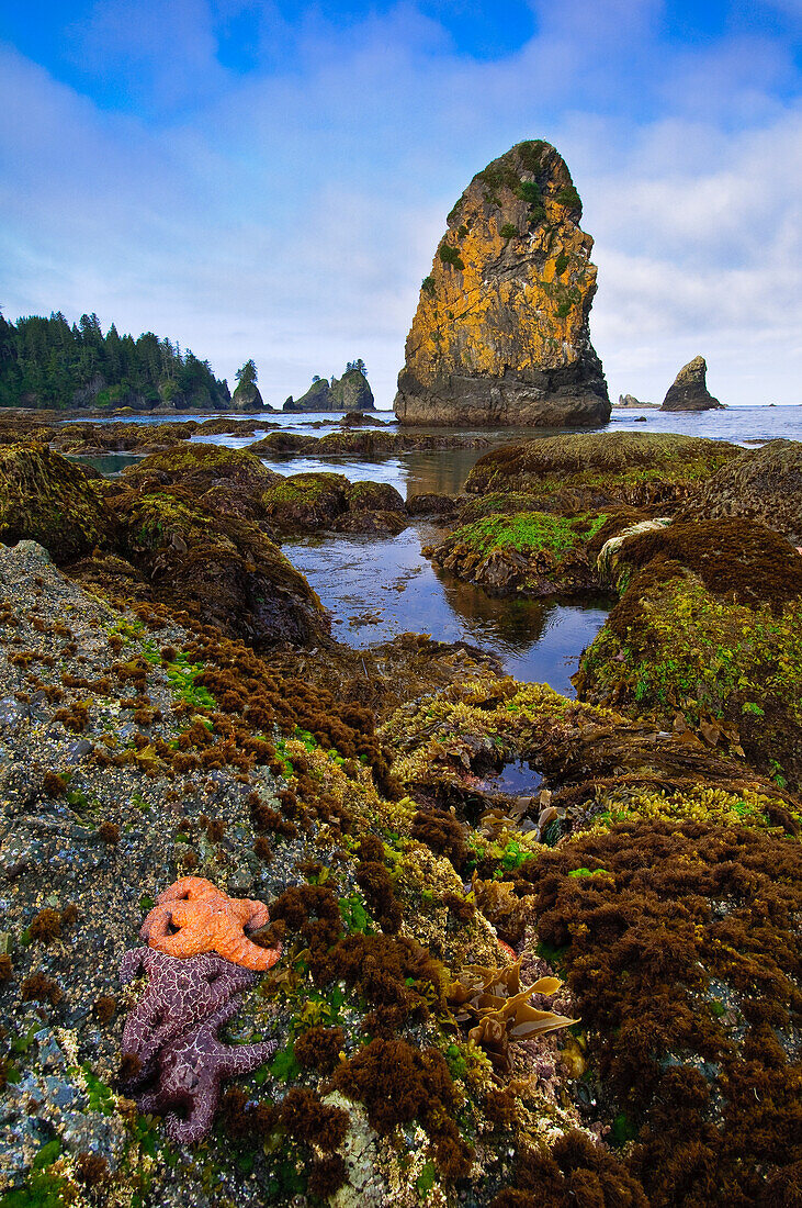 Sea stars in tidepool at Point of Arches, Olympic National Park, Washington.