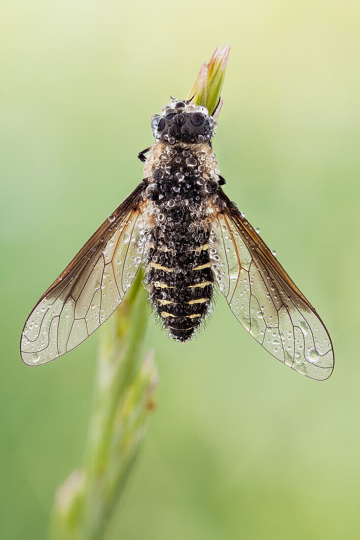 Lomatia is a genera of 'bee flies' belonging to the family Bombyliidae subfamily Lomatiinae.