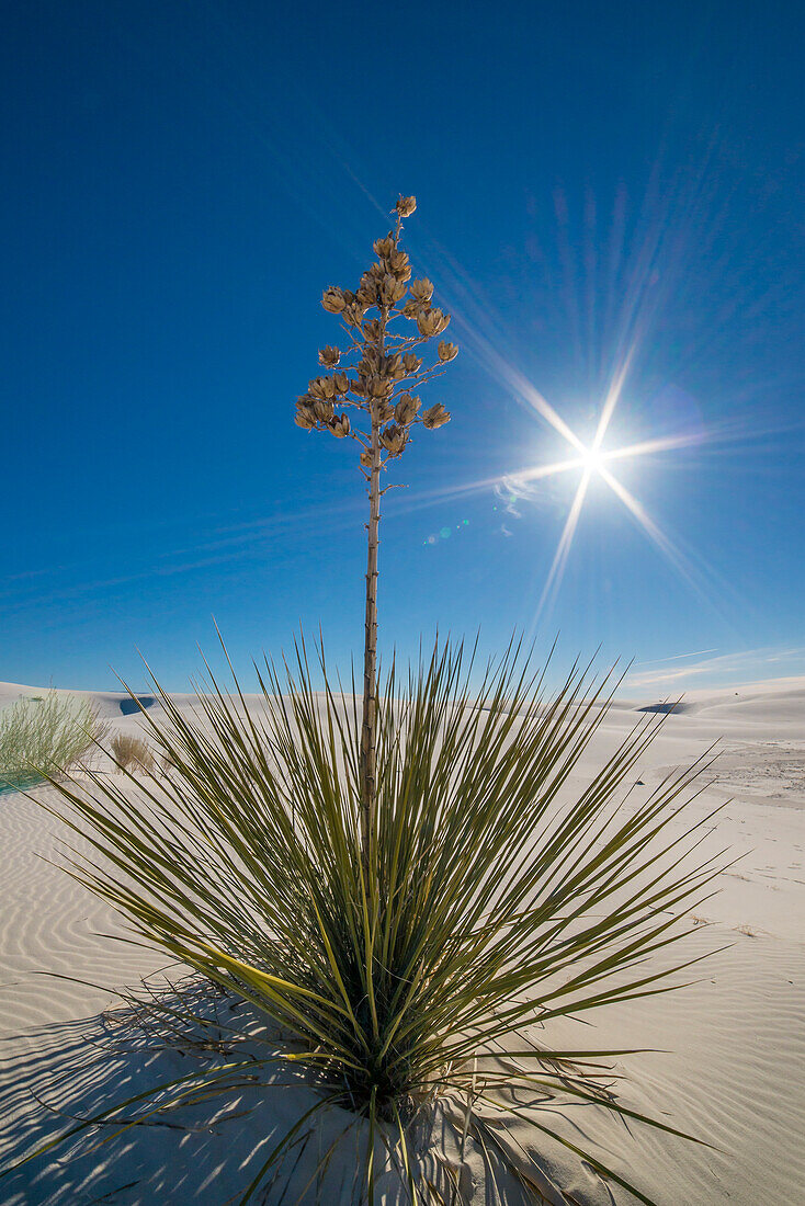 Yucca-Pflanze auf einer Sanddüne, White Sands National Park, New Mexico.