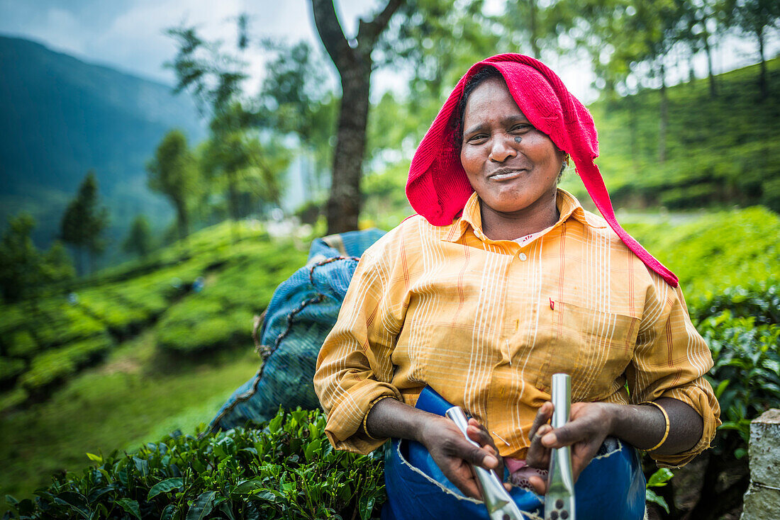 Tea pickers picking tea leaves in tea plantations in the mountains landscape at Munnar, Western Ghats Mountains, Kerala, India