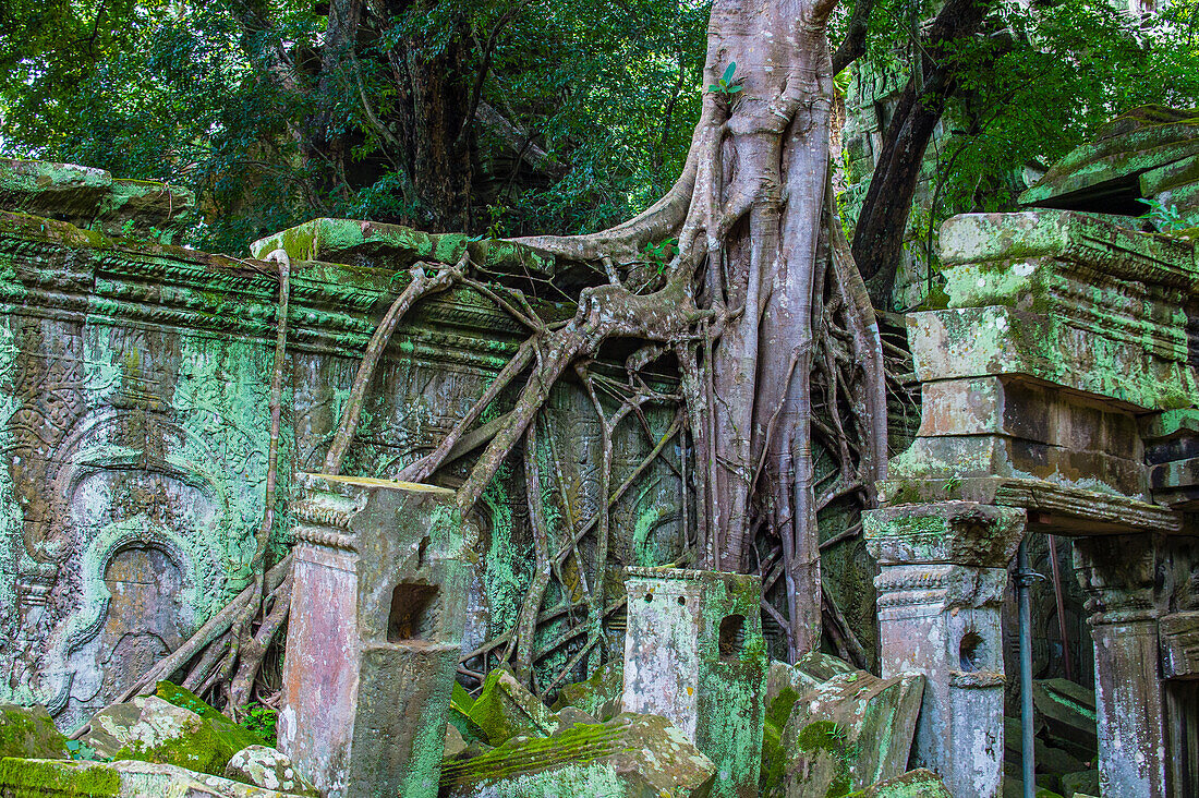 The Ta Prohm temple in Angkor Thom, Siem Reap Cambodia