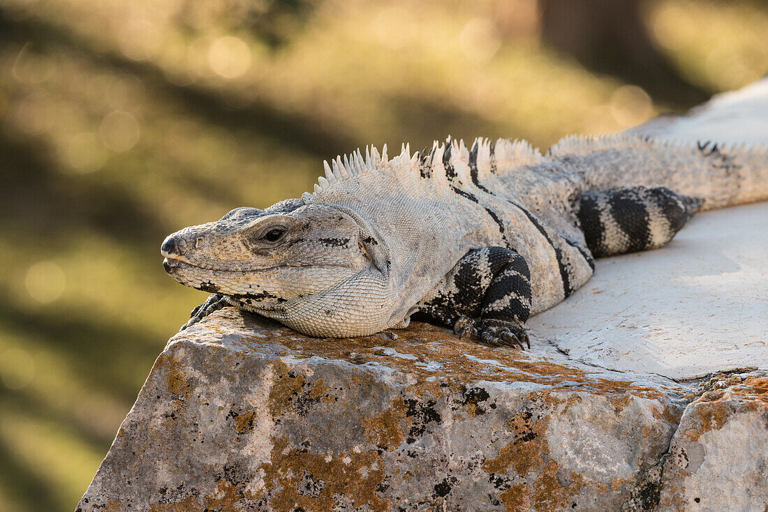A large male Black Spiny-tailed Iguana in the pre-Hispanic Mayan ruins of Uxmal, Mexico.