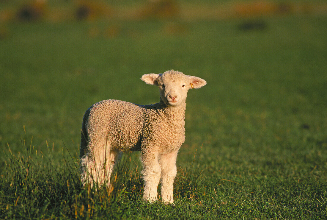 Lamm auf der Weide (Schafrasse Romney); Wharekauhau Lodge und Schafsfarm, Palliser Bay, Neuseeland.