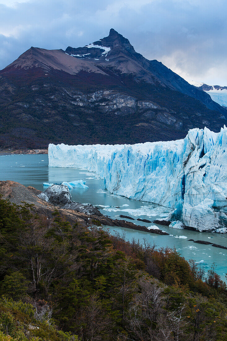 Die zerklüftete Wand des Perito-Moreno-Gletschers und der Lago Argentino im Los-Glaciares-Nationalpark in der Nähe von El Calafate, Argentinien. Ein UNESCO-Weltnaturerbe in der Region Patagonien in Südamerika. Eisberge vom kalbenden Eis des Gletschers schwimmen im See. Dahinter ist der Gipfel des Cerro Moreno zu sehen. Im Vordergrund ist ein Lenga-Baumwald zu sehen.