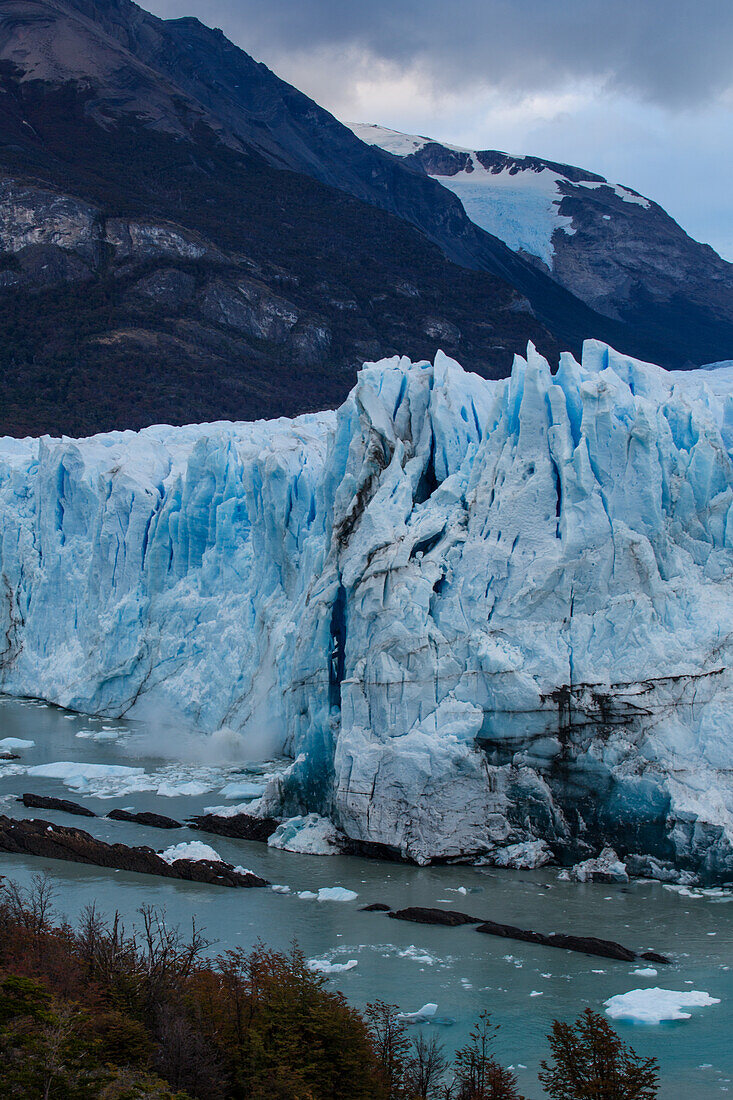 Die zerklüftete Wand des Perito-Moreno-Gletschers und der Lago Argentino im Los-Glaciares-Nationalpark bei El Calafate, Argentinien. Ein UNESCO-Weltnaturerbe in der Region Patagonien in Südamerika. Eisberge vom kalbenden Eis des Gletschers schwimmen im See. Dahinter ist der Gipfel des Cerro Moreno zu sehen. Im Vordergrund ist ein Lenga-Baumwald zu sehen.
