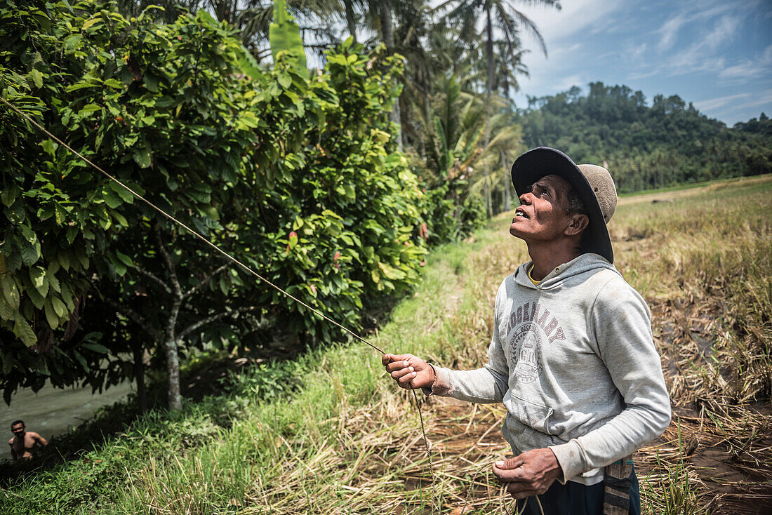 Man collecting coconuts using a trained monkey, Bukittinggi, West Sumatra, Indonesia