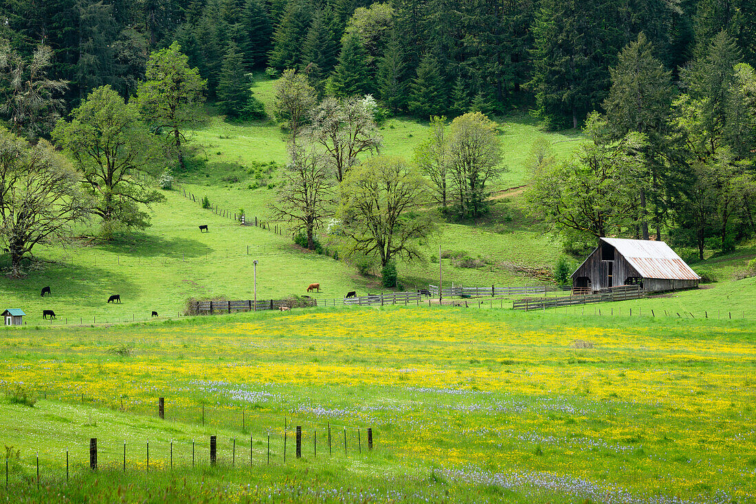 Scheune und Bauernhof im Lorane Valley, Lane County, Oregon.