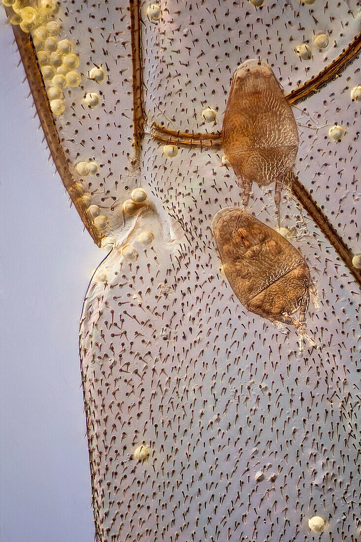 Ein mit Pollen bedeckter Bienenflügel mit zwei parasitären Milben; Vergrößerung 50:1