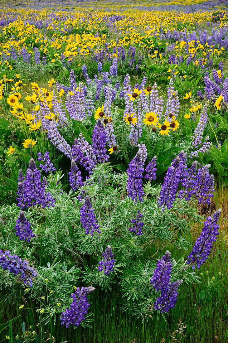 Lupine and Balsamroot, Dalles Mountain Road, Columbia River Gorge National Scenic Area, Washington.